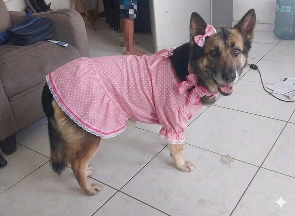 German Shepherd