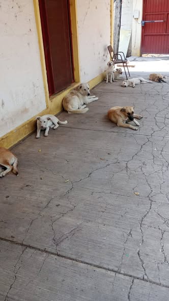 Mixed Breed