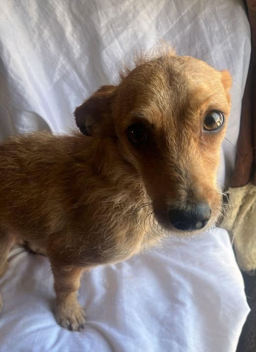 Mixed Breed