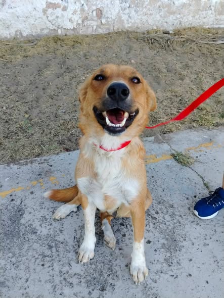 Mixed Breed