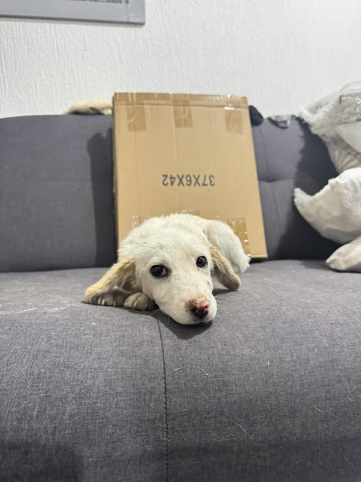 Mixed Breed