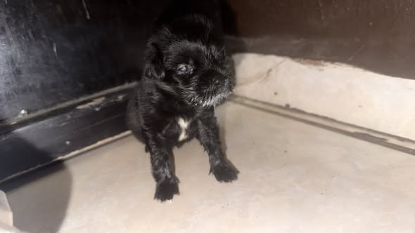 Mixed Breed