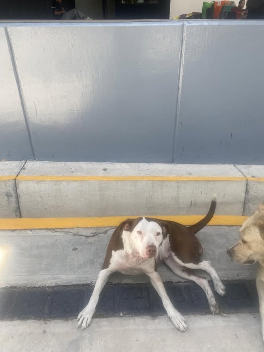 Mixed Breed