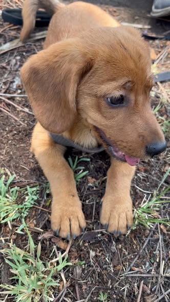 Mixed Breed