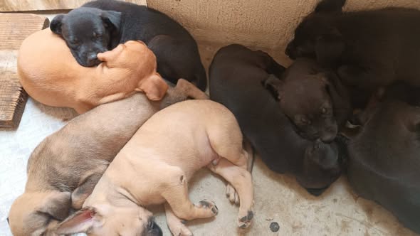 Mixed Breed