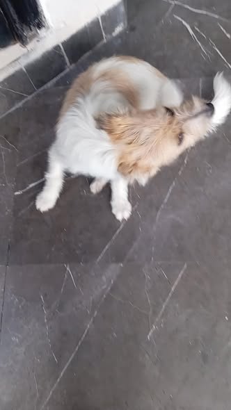 Mixed Breed