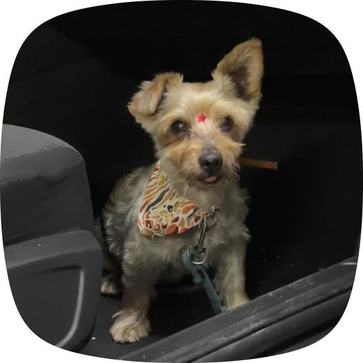 Yorkshire Terrier