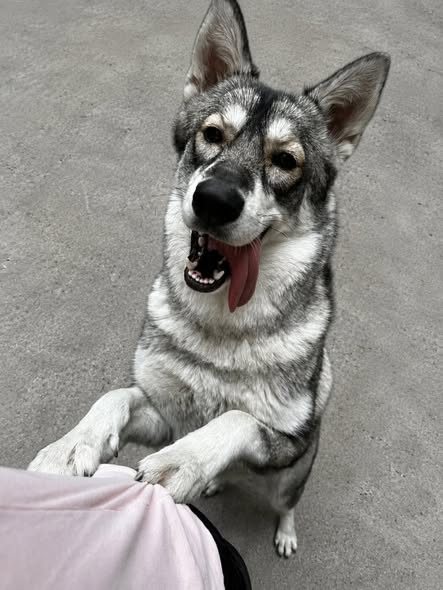 Mixed Breed