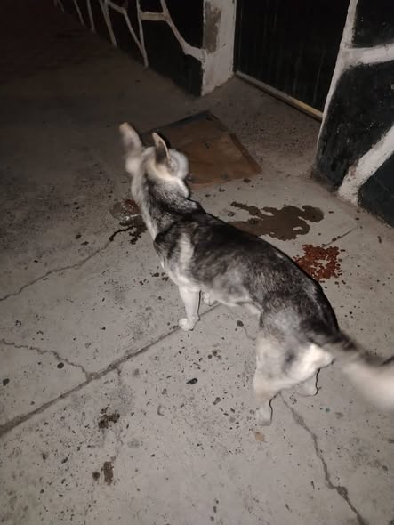 Siberian Husky