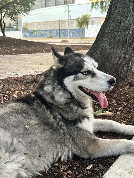 Siberian Husky