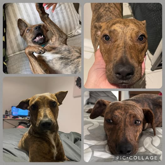 Mixed Breed