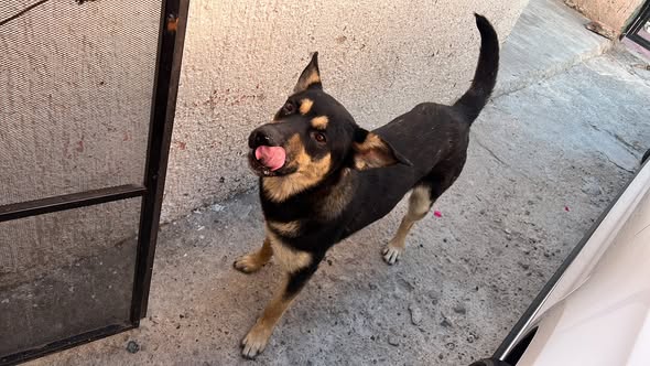 Mixed Breed