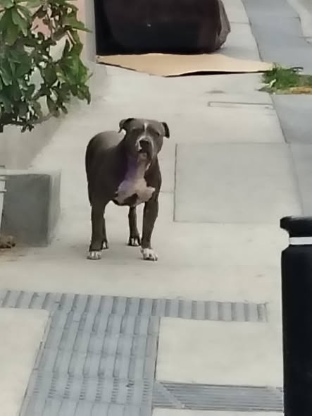 Mixed Breed
