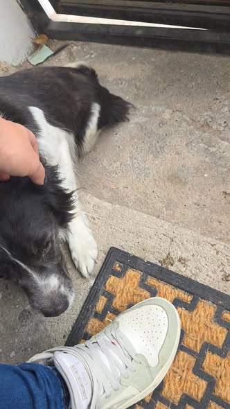 Mixed Breed