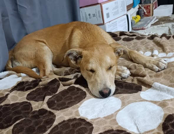 Mixed Breed