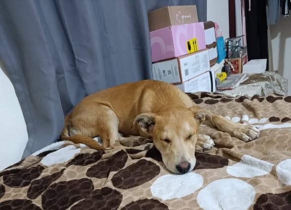 Mixed Breed