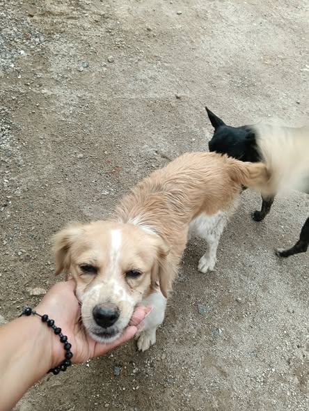 Mixed Breed