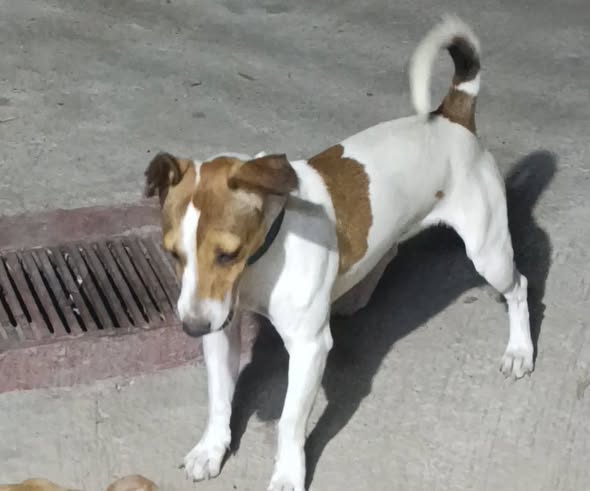 Jack Russell Terrier