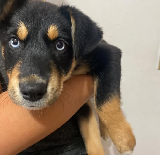 Mixed Breed