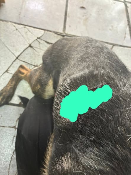 Mixed Breed