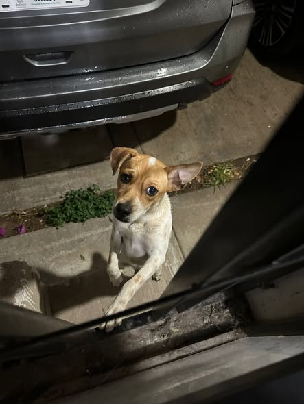 Mixed Breed
