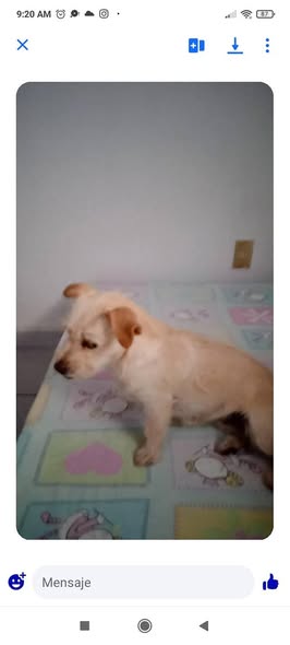 Mixed Breed