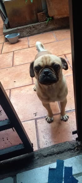 Pug