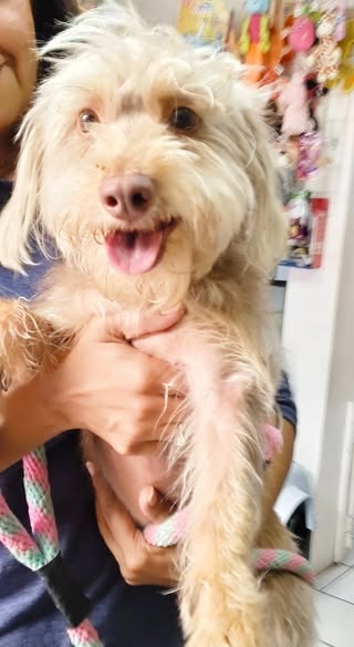 Mixed Breed