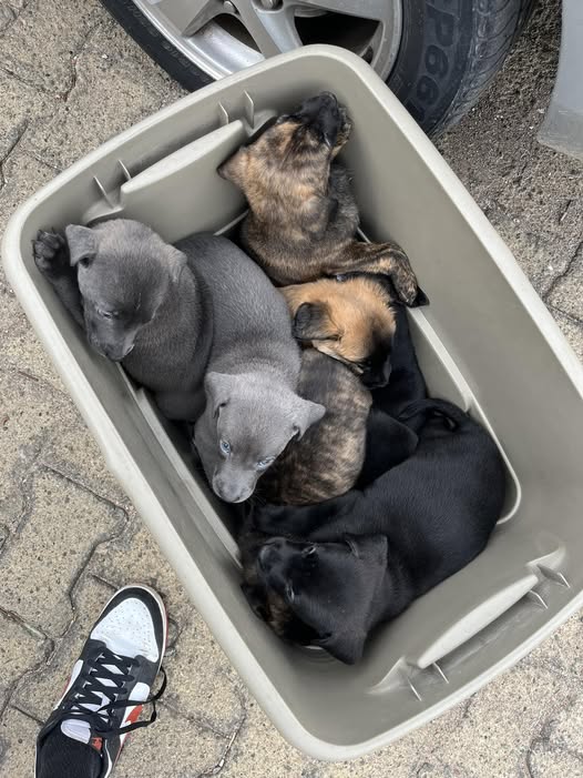 Mixed Breed