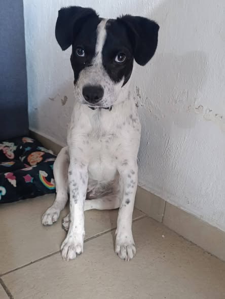 Mixed Breed