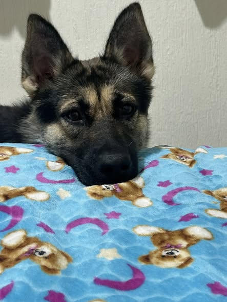 German Shepherd