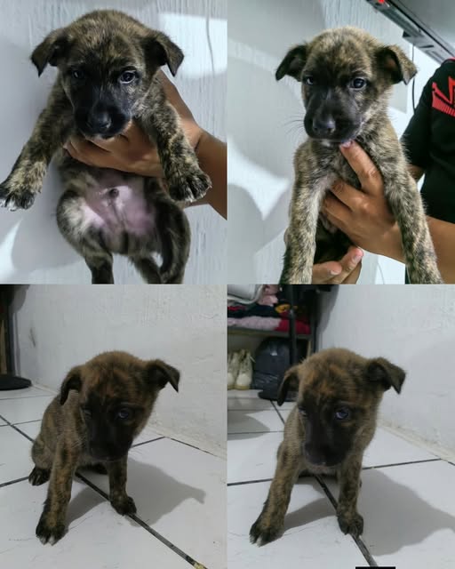 Mixed Breed