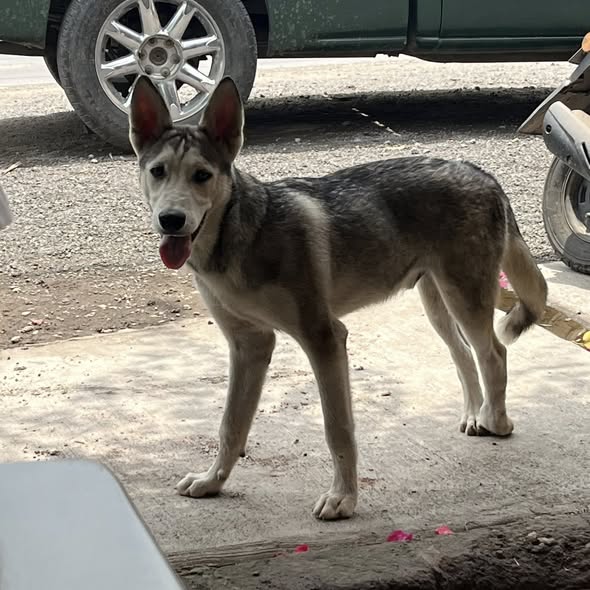 Mixed Breed