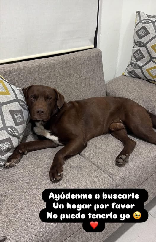 Labrador Retriever