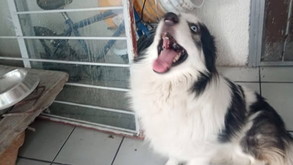 Border Collie