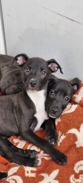 Mixed Breed
