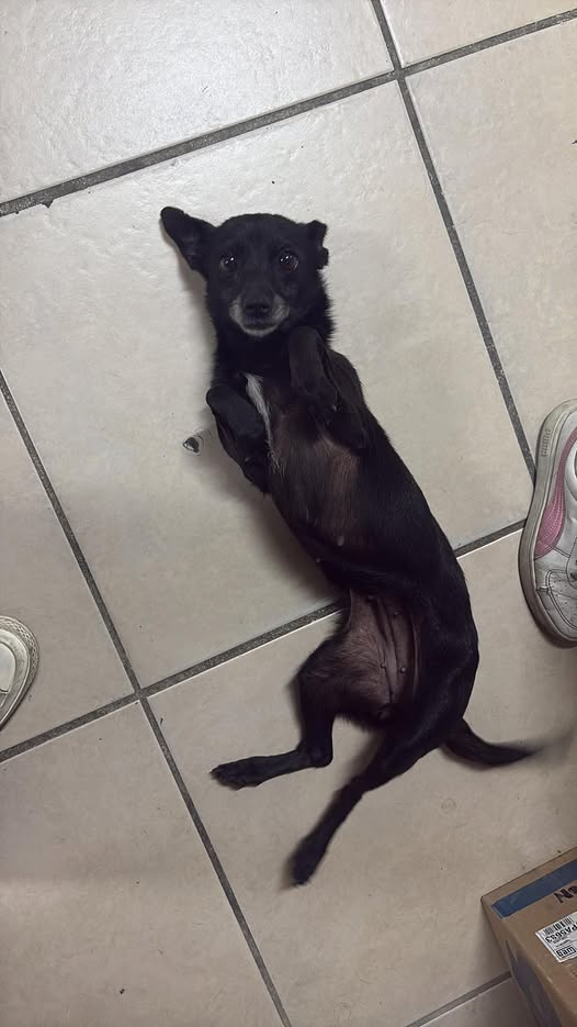 Chihuahua