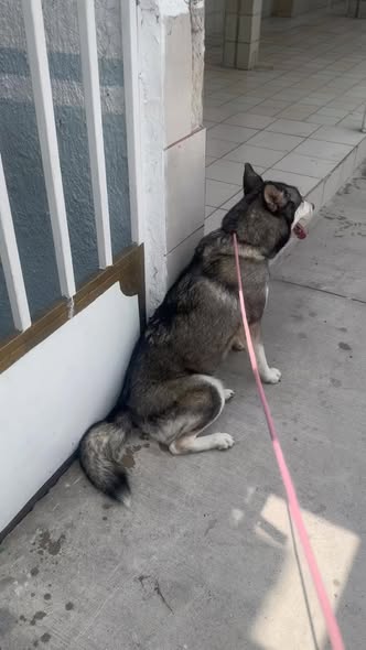 Siberian Husky