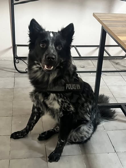 Mixed Breed