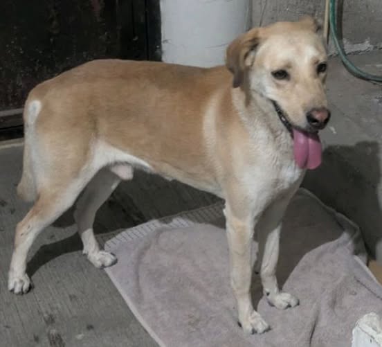 Mixed Breed