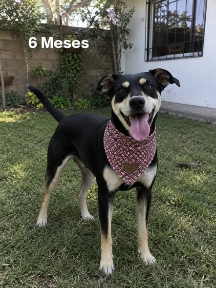 Mixed Breed
