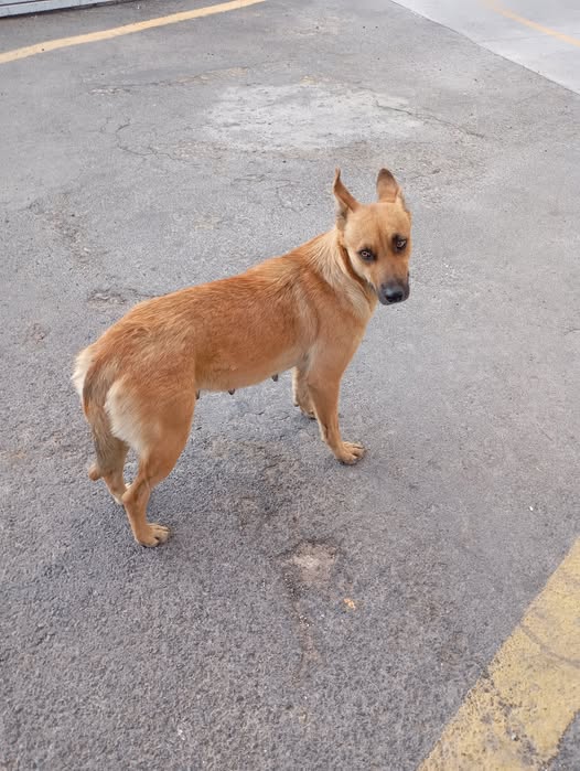 Mixed Breed