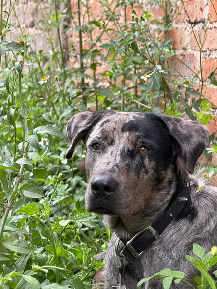 Mixed Breed