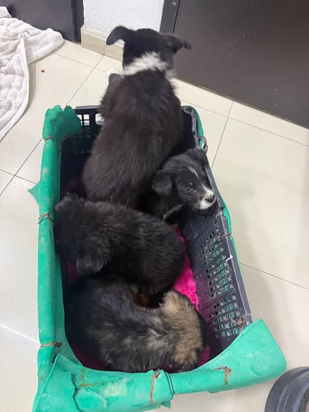 Mixed Breed