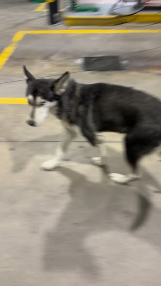Siberian Husky