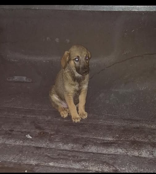 Mixed Breed