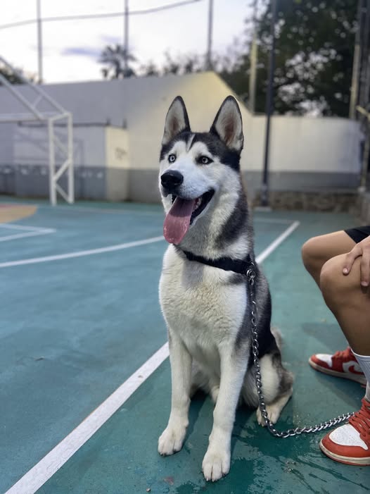 Siberian Husky
