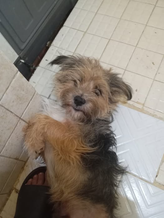 Mixed Breed