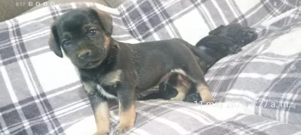 Mixed Breed
