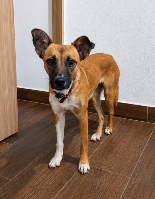 Mixed Breed